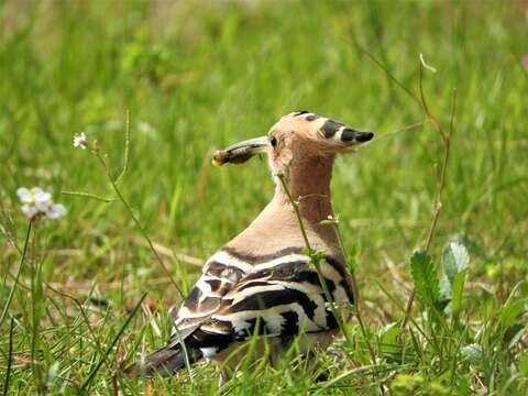 Imagem de Upupa epops epops Linnaeus 1758