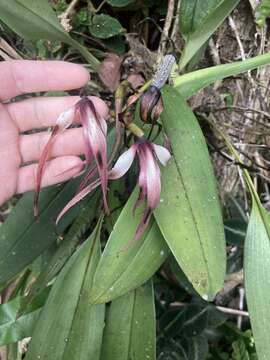 Image of Maxillaria longissima Lindl.