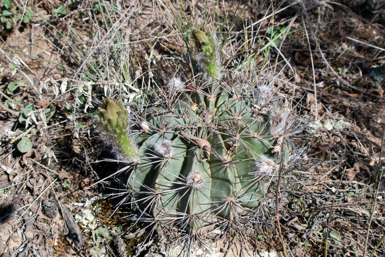 Image de Echinopsis calorubra Cárdenas