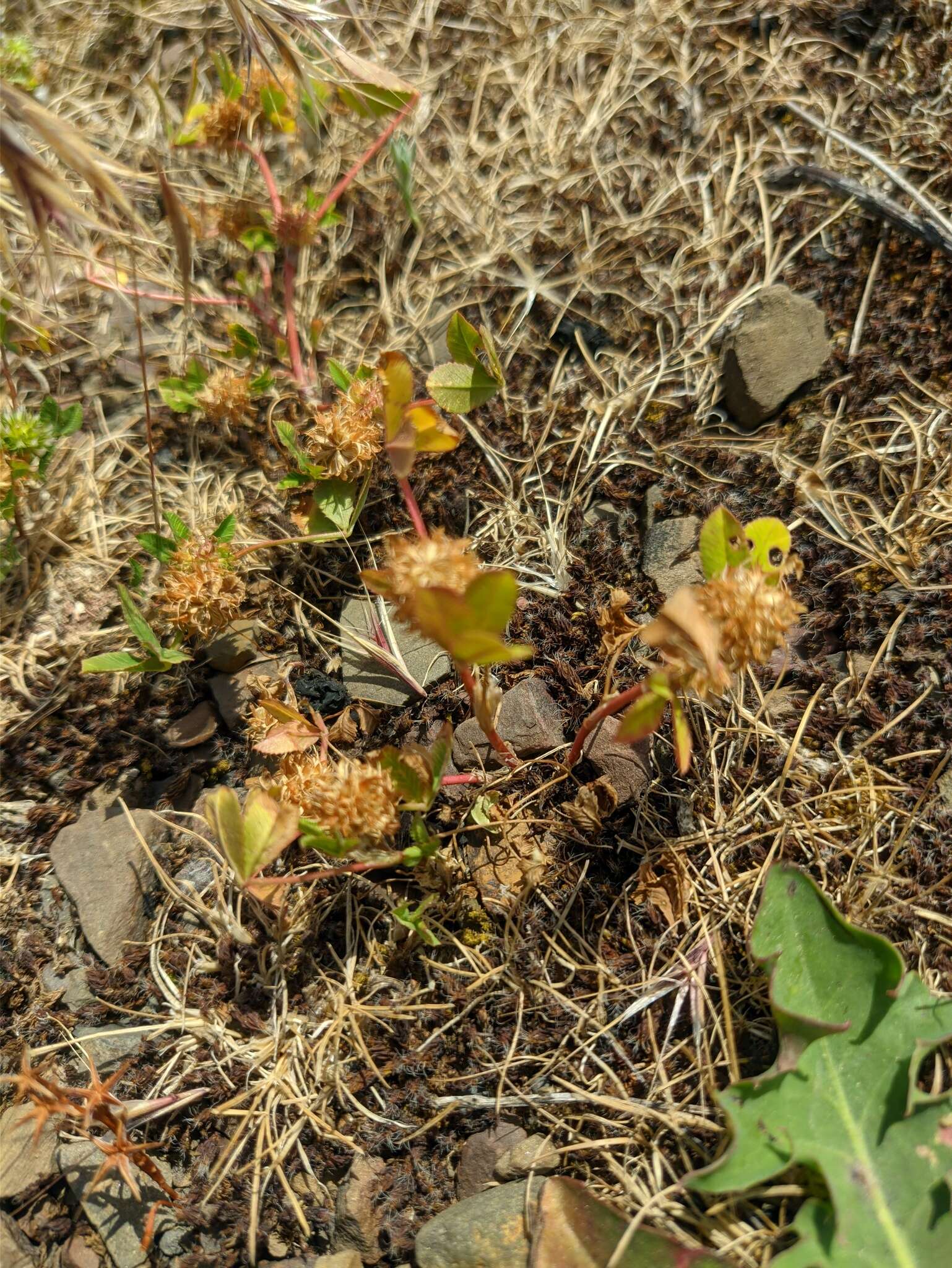 صورة Trifolium retusum L.