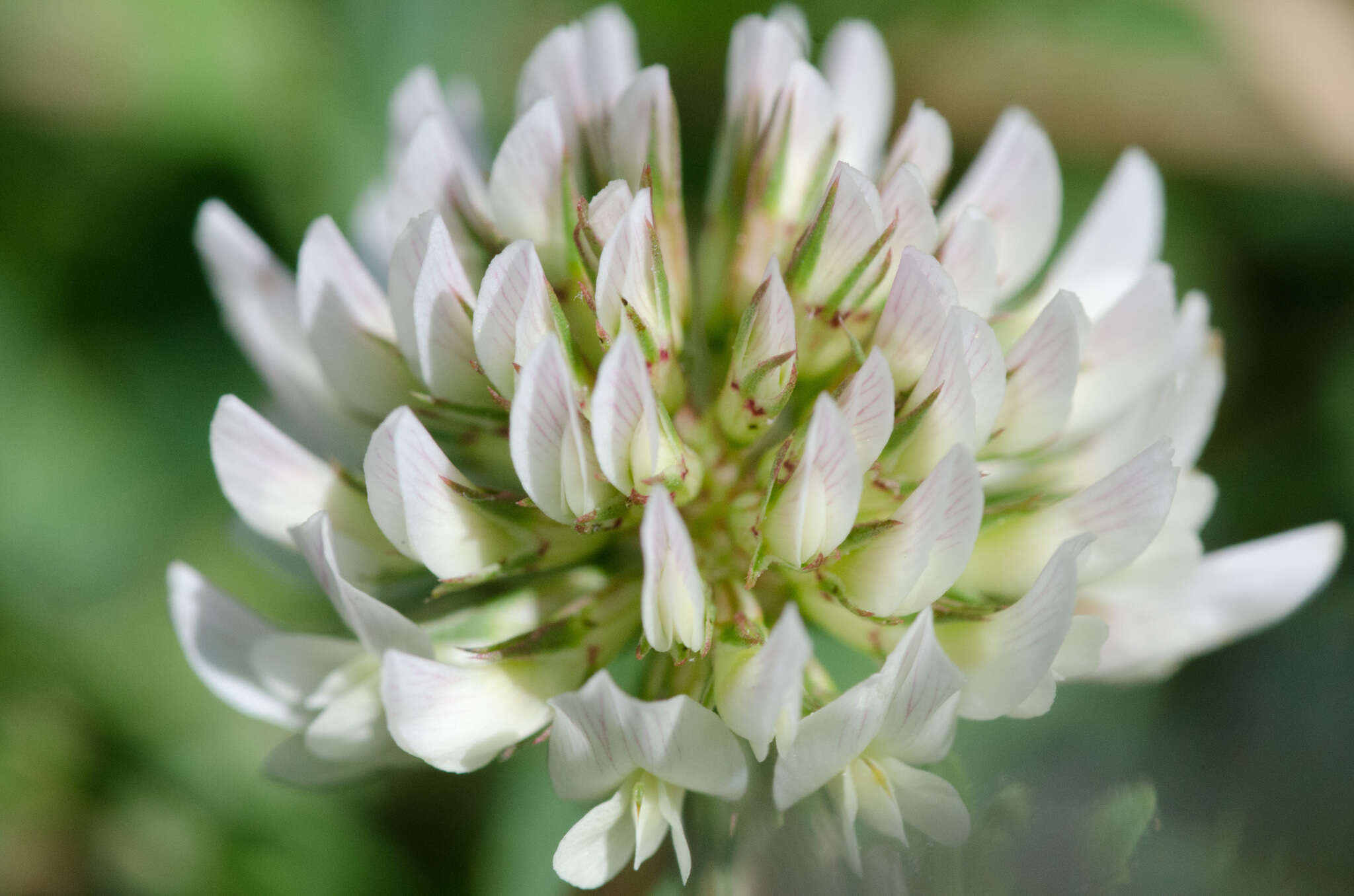Image of white clover