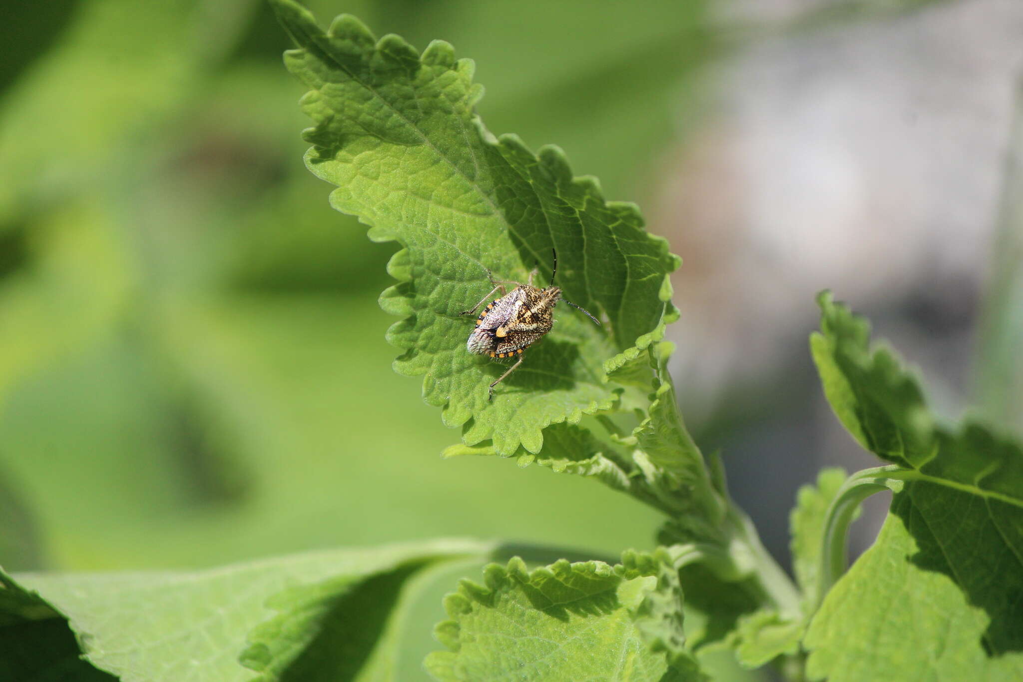 Image of African cluster bug