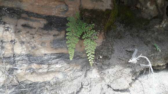 Image of polished maidenhair