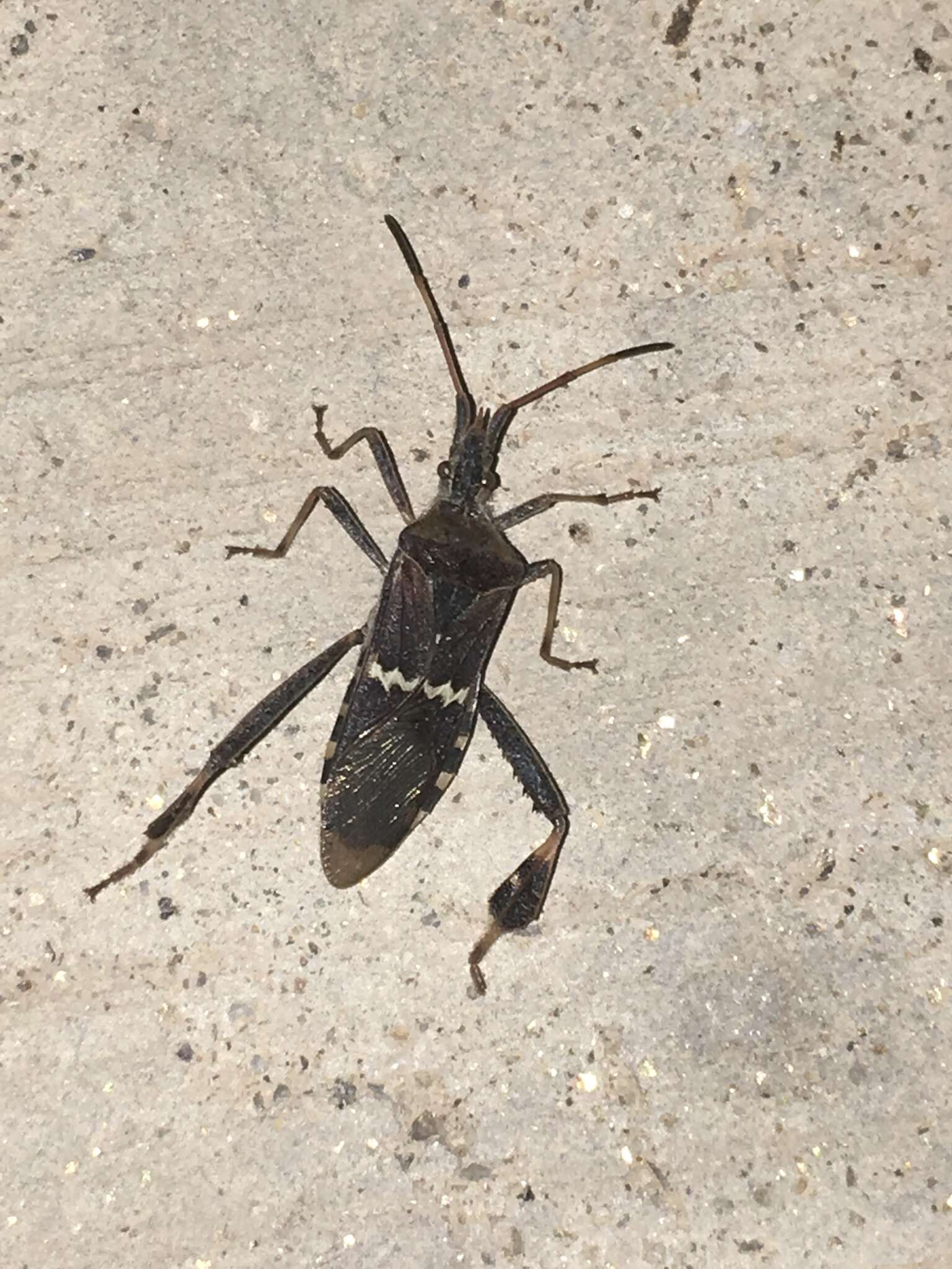 Image of western leaf-footed bug