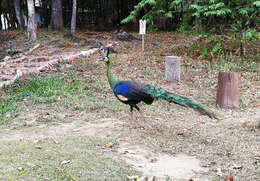 Image of Green Peafowl