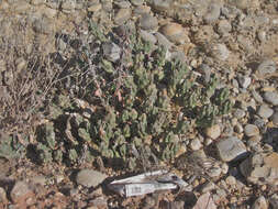 Image of Big Bend pricklypear