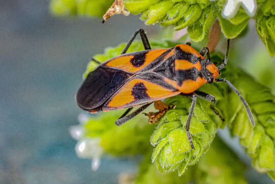 Imagem de Spilostethus pacificus (Boisduval 1835)