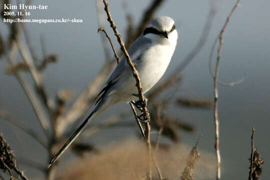 Image of Chinese Grey Shrike