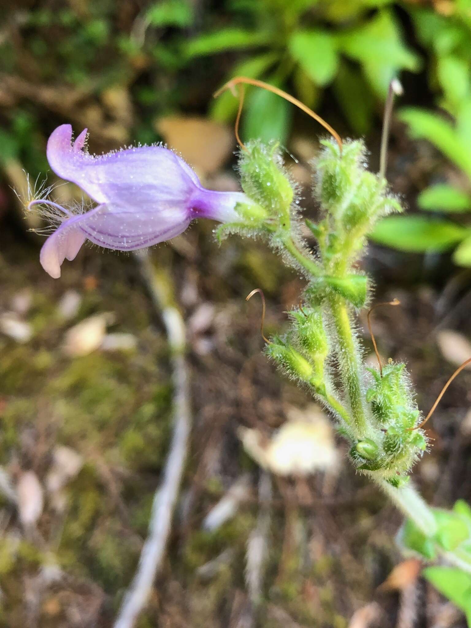 Image of Rattan's beardtongue