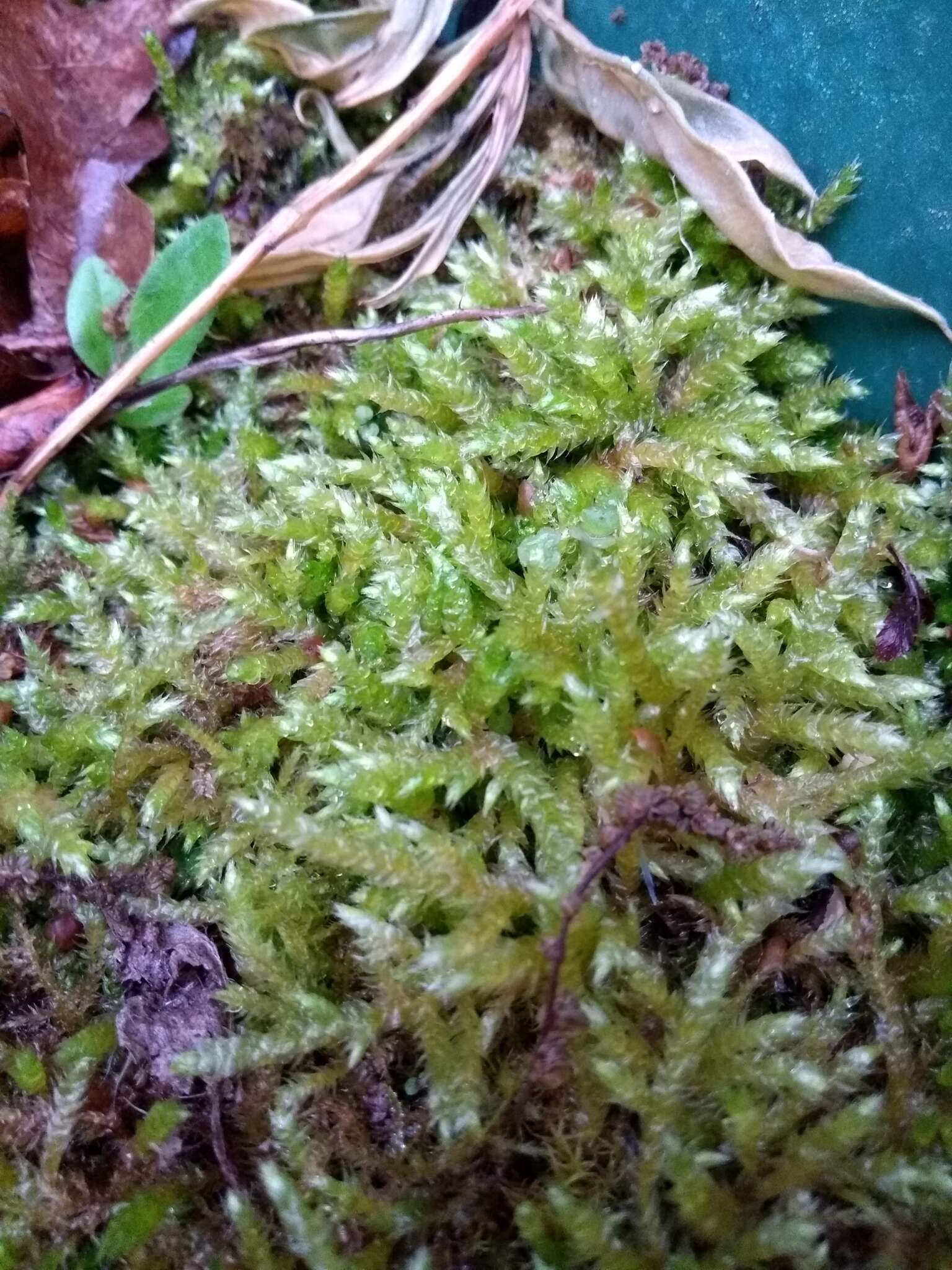 Image of rough-stalked feather-moss