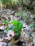 Image of twoflower dwarfdandelion