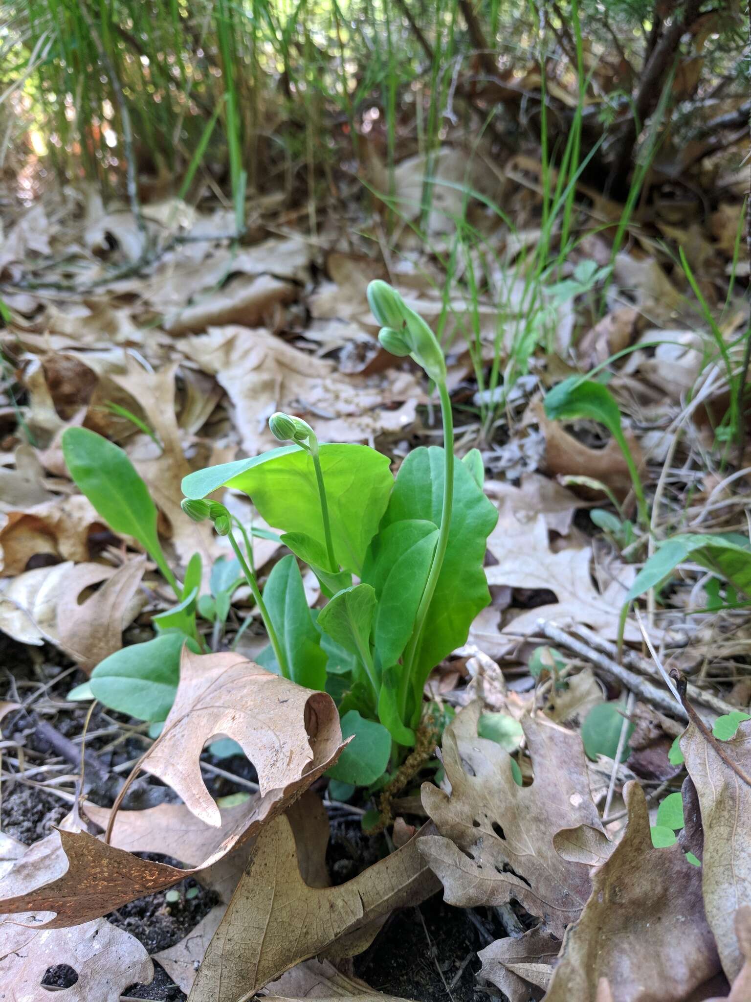 Image of twoflower dwarfdandelion