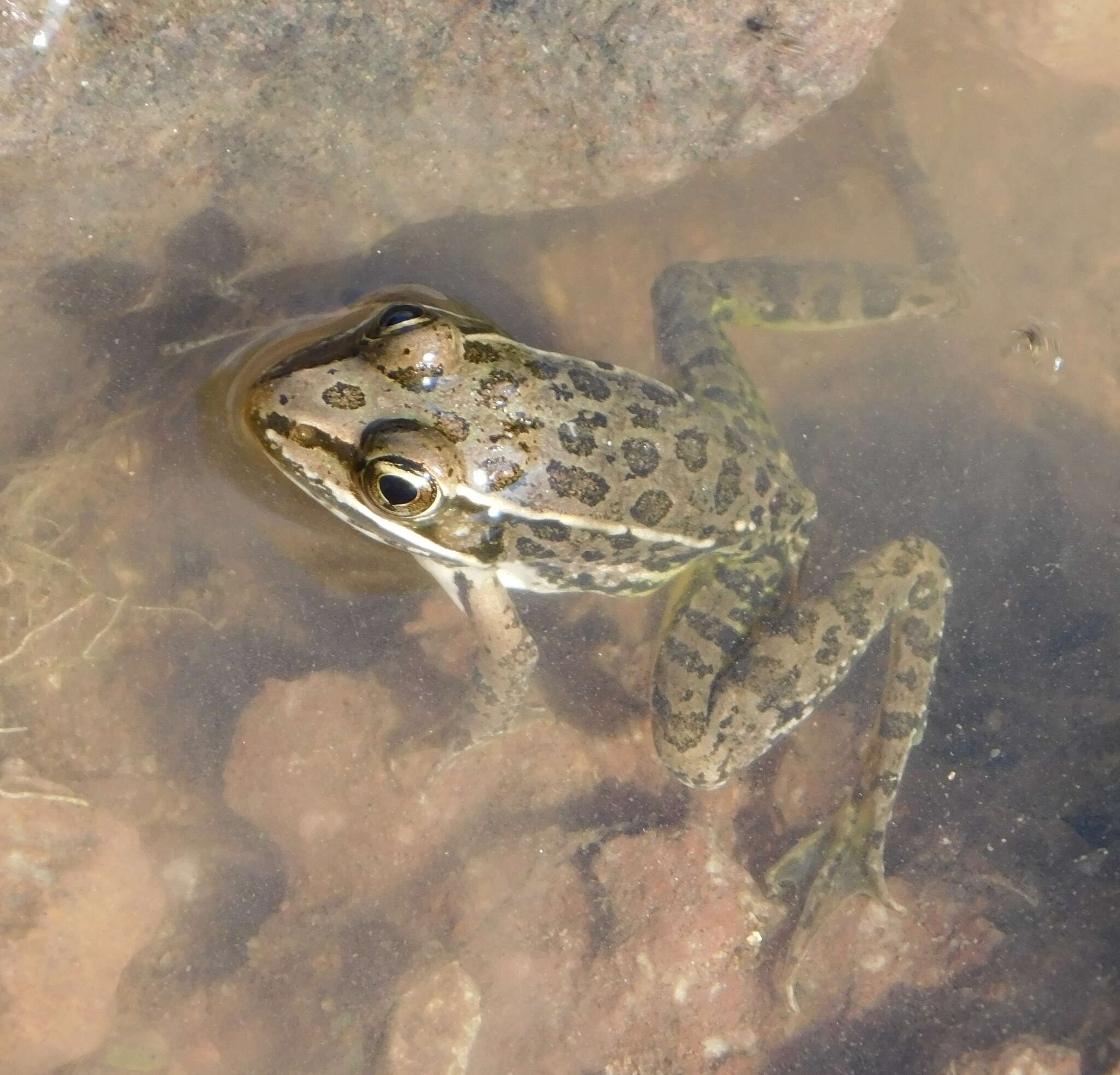 Image de Lithobates magnaocularis (Frost & Bagnara 1974)