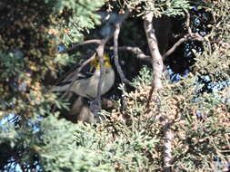 Image of Hermit Warbler