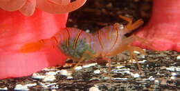Image of candy-striped shrimp