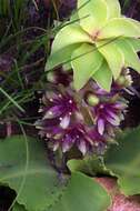 Image of Eucomis vandermerwei I. Verd.