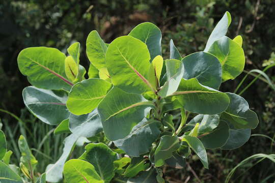 Image of Lopholaena platyphylla Benth.