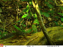 Image of Fire-footed Rope Squirrel