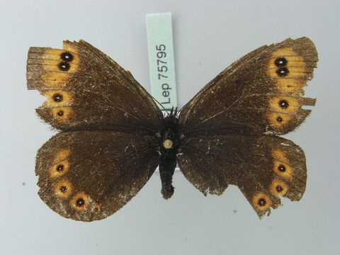 Image of <i>Erebia medusa</i> Schiffermüller 1775