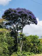 صورة Jacaranda copaia (Aubl.) D. Don