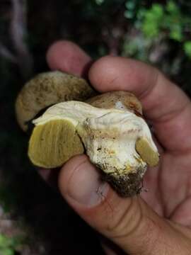 صورة Boletus subalpinus (Trappe & Thiers) Nuhn, Manfr. Binder, A. F. S. Taylor, Halling & Hibbett 2013