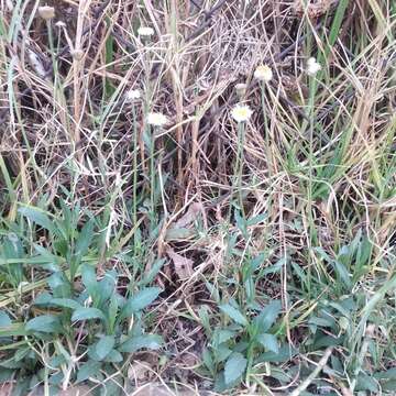 Image of Erigeron longipes DC.