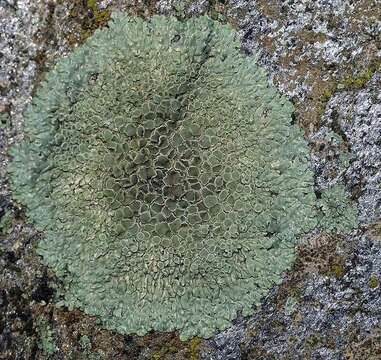 Image of intricate rim lichen