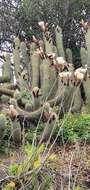 Trichocereus chiloensis subsp. litoralis resmi