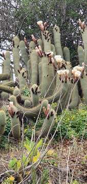 Trichocereus chiloensis subsp. litoralis resmi