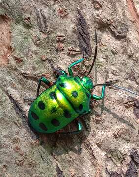 Image of Chrysocoris purpureus