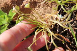 Image of streambank springbeauty