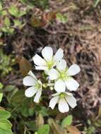 Image of Dionaea