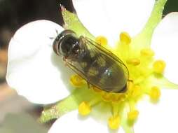 Image of Melanostoma mellina