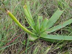 Image of Aloe ecklonis Salm-Dyck