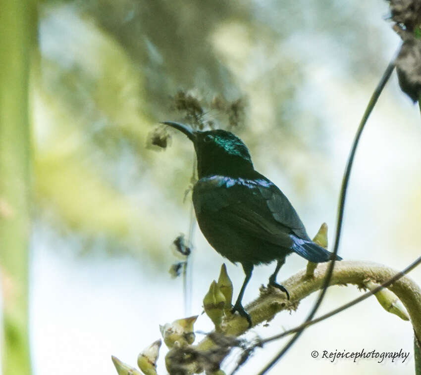 Image of Van Hasselt's Sunbird