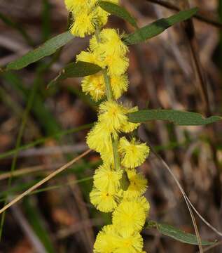 Image of Acacia verniciflua A. Cunn.