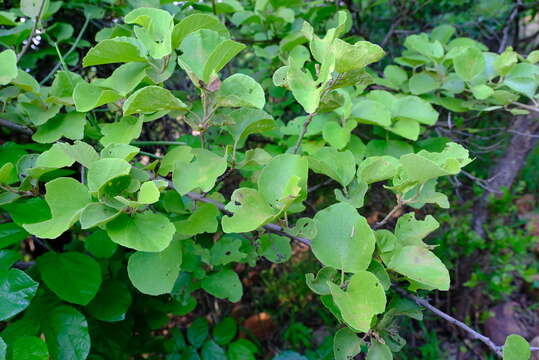 Image de Cordia grandicalyx Oberm.