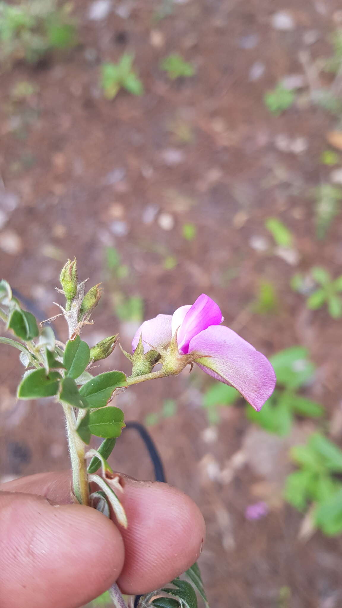 Imagem de Tephrosia multifolia Rose