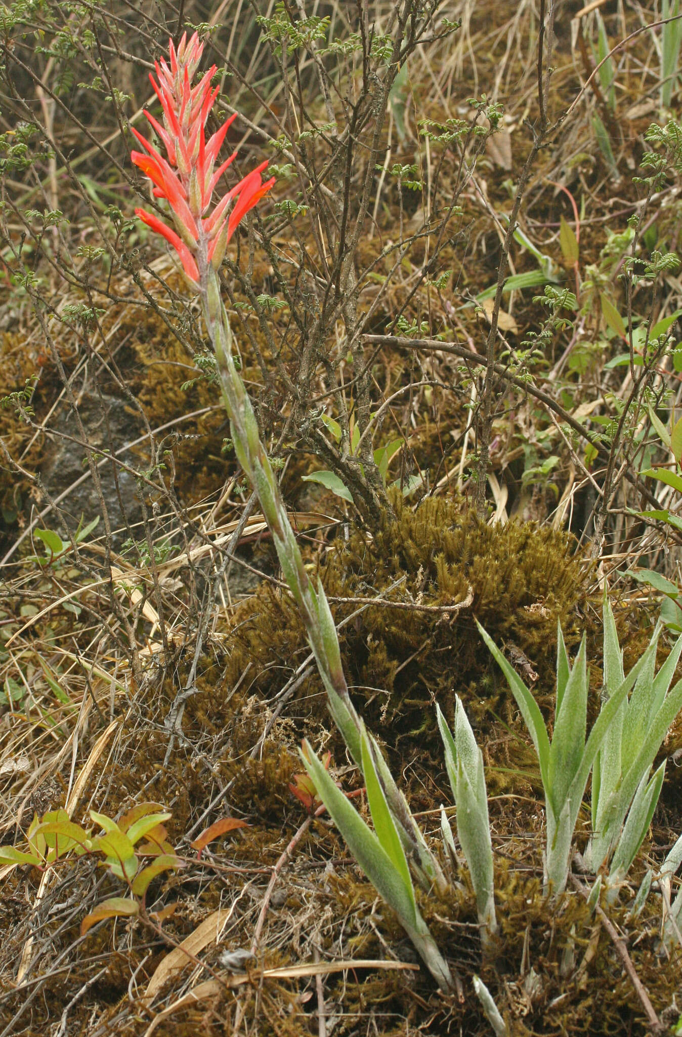 Image of Pitcairnia pungens Kunth