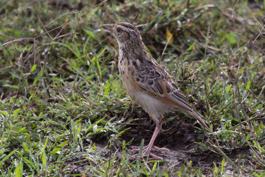 Image of Rufous-naped Lark