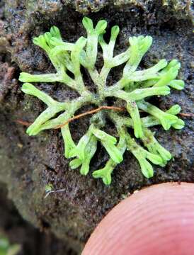 Image of Violet crystalwort