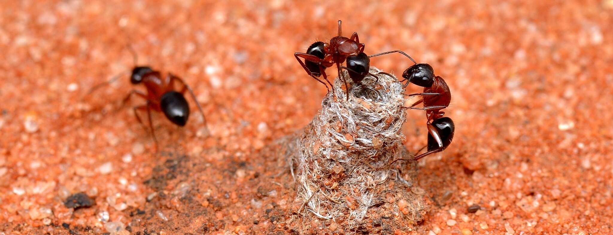 صورة Camponotus armstrongi McAreavey 1949