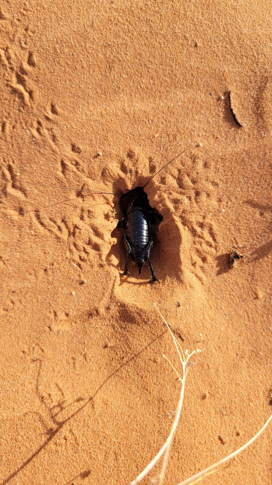 Image of Utabaenetes tanneri Tinkham 1970