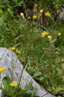 Image de Crepis froelichiana subsp. froelichiana