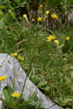 Image of Crepis froelichiana subsp. froelichiana