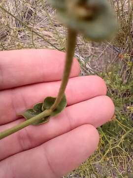 Image of Mirabilis ovata (Ruiz & Pav.) Meigen