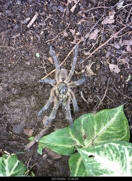 Image of Augacephalus breyeri (Hewitt 1919)