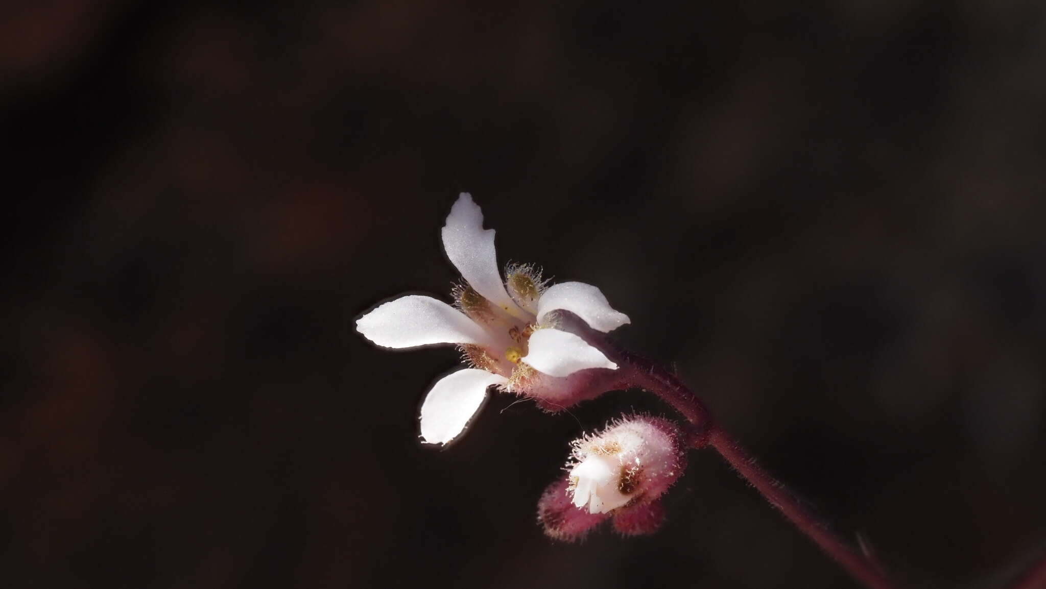 Image of Laguna Mountain alumroot