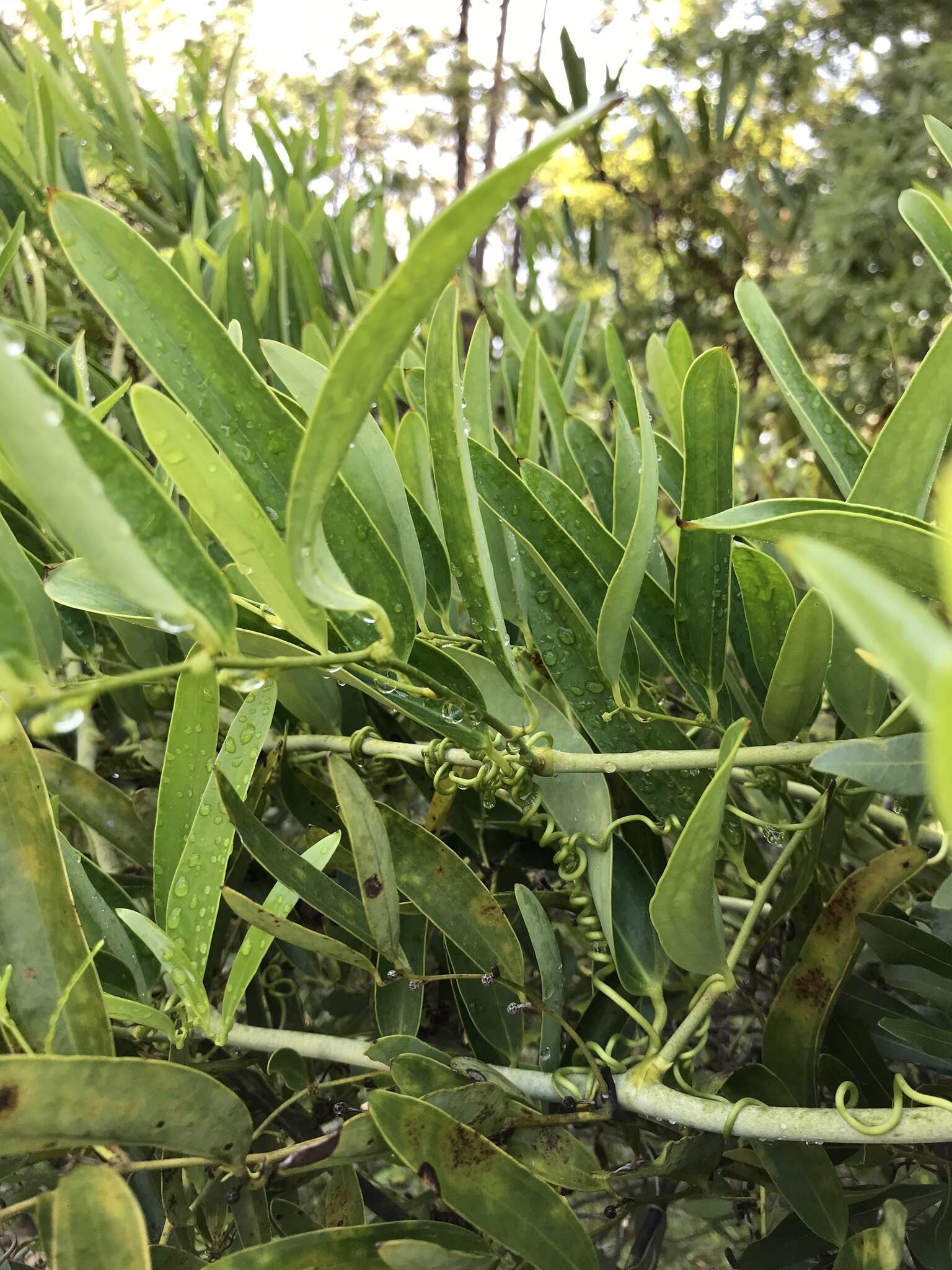 Imagem de Smilax laurifolia L.