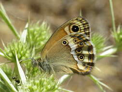 Image of Coenonympha dorus Esper 1782